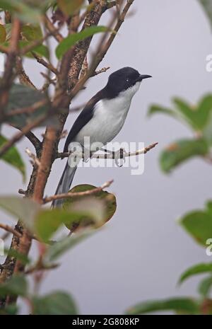 Sibia (Heterophasia melanoleuca radciffei) adulto arroccato nel bush Doi Inthanon NP, Thailandia Novembre Foto Stock