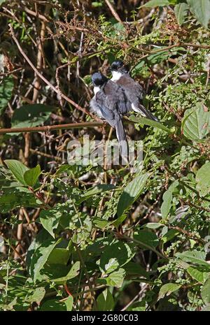 Coppia di Sibia (Heterophasia melanoleuca radcliffei) arroccata nel cespuglio che predava Doi Inthanon NP, Thailandia Novembre Foto Stock