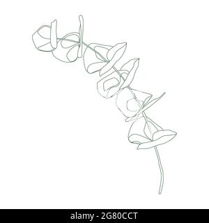 Eucalipto argento dollaro diramazione disegno continuo linea. Una linea minimalismo arte Illustrazione Vettoriale