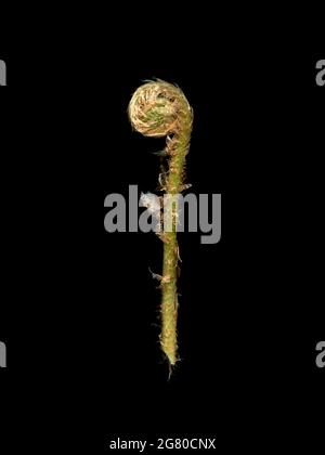 Una foglia di bambino della felce bracken, Pteridium aquilinum, nel processo di dispiegarsi da una spirale stretta. Foto Stock