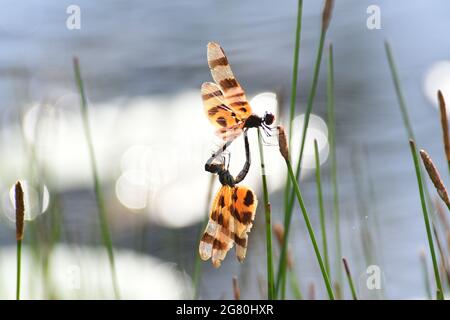 Una libellula di Halloween Pennant maschile che si accoppia con una femmina. Foto Stock