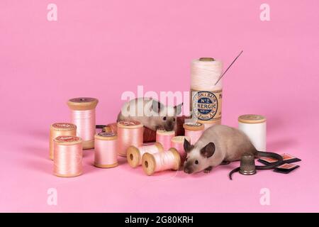 Due topi domestici siamesi in un ambiente di vita still rosa con filo aberdashery e aghi Foto Stock