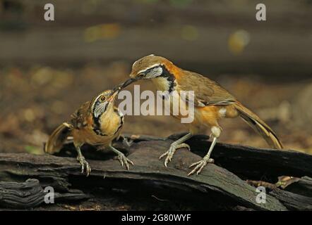 Grande Necklaced Laughingthrush (Garrulax pectoralis subfusus) coppia di alimentazione courtship vicino Kaeng Krachan, Thailandia Maggio Foto Stock