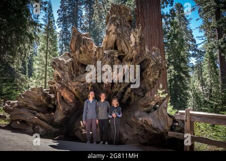 Tre bambini si trovano all'apertura del "Monarch caduto", un albero a tunnel scavato che i visitatori possono attraversare a piedi nel percorso circolare di Grant Grove a Kings C. Foto Stock