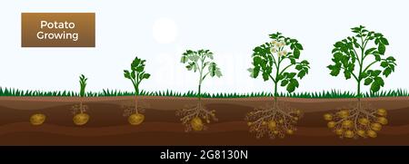 Stadi di crescita di patata bandiera orizzontale educativa di giardinaggio con lo sviluppo di germoglio che pianta tubero iniziazione bulking maturazione illustrazione vettoriale Illustrazione Vettoriale