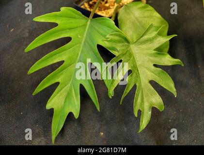 La foglia verde fenestrata di Philodendron Mayoi , conosciuta anche come Philodendron Tahiti Foto Stock