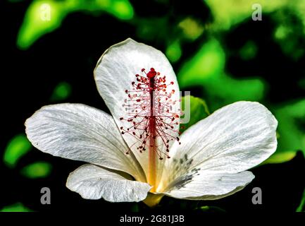 Giglio peruviano in piena fioritura Foto Stock