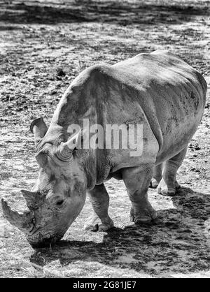 Rinoceronte bianco carismatico su un paddock fangoso con pelle secca come fango - vista in bianco-nero ad alto contrasto. Foto Stock