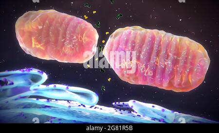 Fissione mitocondriale, illustrazione Foto Stock