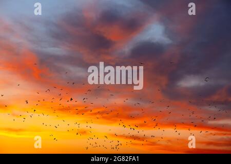 Uccelli sul cielo di sera . Gregge di corvi che volano sotto le nuvole rosse Foto Stock