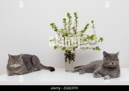 Due gatti grigi su un tavolo bianco con bouquet di fiori di ciliegio. Scozzese diritto e gatto britannico su uno sfondo bianco. Foto Stock
