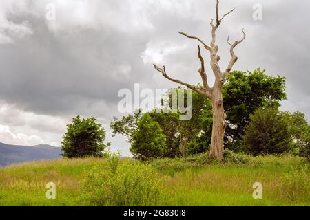 Bell'albero morto tra gli altri alberi su una collina in estate in una giornata nuvolosa Foto Stock