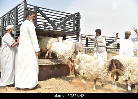 Riyadh, Arabia Saudita. 16 luglio 2021. I venditori si riforniscono di più pecore per soddisfare la domanda in vista del Festival Eid al-Adha in un mercato nel sud-ovest Riyadh, Arabia Saudita, 16 luglio 2021. Credit: Wang Haizhou/Xinhua/Alamy Live News Foto Stock