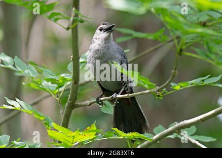 Gray Catbird (Dumetella carolinensis), Gray Catbird Foto Stock