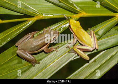 Nortecs Dwarf Tree Frogs su foglia di palma Foto Stock