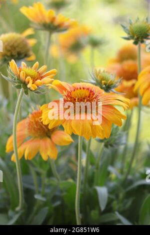 Fiore in fiore Gaillardia Mesa Peach o Gaillardia x grandiflora Mesa Peach (fiore coperta) Foto Stock