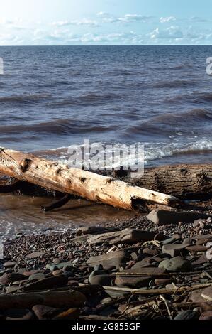 Alberi caduti sulla riva del lago superiore, Michigan Foto Stock