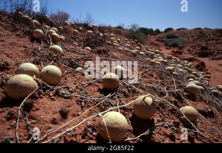 Paddy Meloni (Cucumis miriocarpus) Simpson Desert, Australia Centrale. Foto Stock