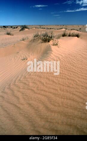 DUNE DI SABBIA NEL DESERTO DI SIMPSON, AUSTRALIA CENTRALE. Foto Stock