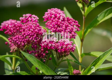 Vista macro astratta di un bumblebee che si nutrono dei fiori di una bella pianta rosa palude lignea (asclepias incarnata) Foto Stock