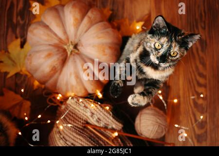 Posa piatta di un gattino, di una zucca arancione matura, di foglie gialle autunnali, di garland e di una sciarpa a maglia. Il gatto si trova sulle sue gambe posteriori su uno sfondo di legno. Foto Stock