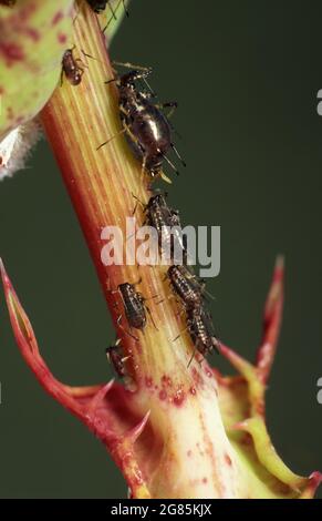 AFIDI ADULTI E NINFA SUL GAMBO DELLA PIANTA Foto Stock