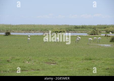 Risaie atdelta fiume Ebro nell'isola di Buda, Deltebre , Baix Ebre, Tarragona, Catalogna, Spagna Foto Stock