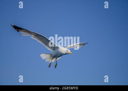 Seagull volo vicino al traghetto su Thassos Grecia Foto Stock