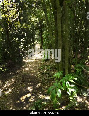 Sentiero forestale con sole zampillato e un pato nativo a cinque dita (Schefflera digitata) a Zealandia, nel santuario ecologico di Wellington NZ Foto Stock