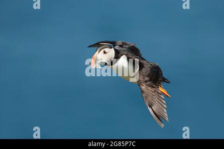 Primo piano di Puffin Atlantico in volo con anguille di sabbia nel becco, Regno Unito. Foto Stock