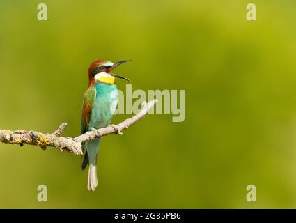 Primo piano di un bee-eater chiamante arroccato su un ramo di albero in estate, Bulgaria. Foto Stock