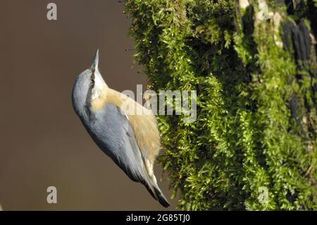 Common Nuthatch - Wood Nuthatch - European Nuthatch (Sitta europaea) foraging on a mossy log in winter Belgium Foto Stock