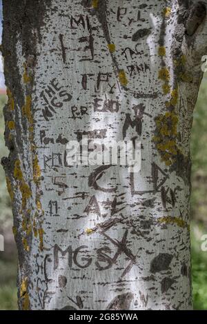 Vista dettagliata di un tronco d'albero con segni fatti da persone, firme e disegni scolpiti nella corteccia... Foto Stock