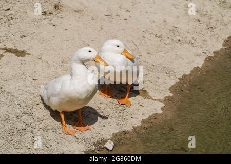 Due anatre bianche in uno stagno artificiale. Pekin o Pekin bianco. Spagna. Foto Stock