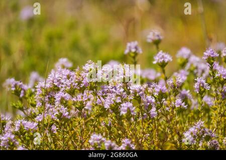 Il timo selvaggio fiorisce nel campo mediterraneo, Spagna. Foto Stock