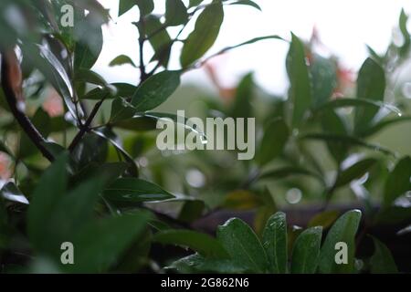 Un giovane albero germogli e foglie fresche dopo una pioggia intensa, ricoperte da numerose gocce d'acqua Foto Stock
