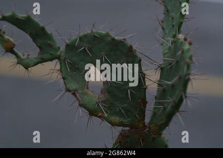 Un corpo di cactus, vecchio, spiroso e ragged, su un marciapiede di un parco pubblico in Thailandia Foto Stock