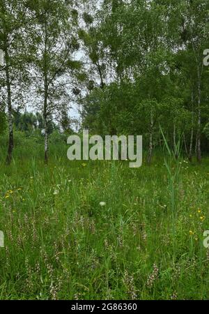 14 luglio 2021, Brandeburgo, Zehdenick: Molte orchidee fiorite della specie Sumpf-Stendelwurz (Epipactis palustris), anche chiamato Sumpf-sitter, in un prato nel nord del Brandeburgo. Un buon occhio è importante quando si contano orchidee da parte dei dipendenti della guardia naturale Brandeburgo. Ogni panicolo del fiore deve essere visto. Secondo l'orologio naturale del Brandeburgo, circa 51,000 orchidee fiorite sono state registrate su determinate aree di conteggio. Nell'anno precedente ci sono stati poco meno di 30 000, nel 2016 solo poco meno di 14 000. 66 aree individuali in dieci grandi aree protette dello stato sono state esaminate secondo la t Foto Stock