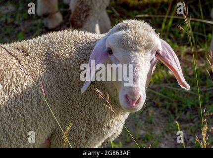 Pecore (Ovis gmelini aries) sul pascolo, Baviera, Germania, Europa Foto Stock