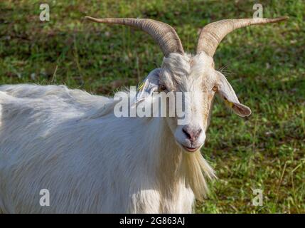 Razza Saanen, capra billy su pascoli, Baviera, Germania, Europa Foto Stock