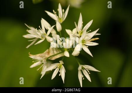 Aglio selvatico fiori Foto Stock