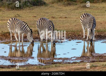 Il Burchells zebra Equus burchellii è anche conosciuta come la pianura zebra ed è strettamente dipendente da acqua e tendono a rimanere in stretta prossimità Foto Stock