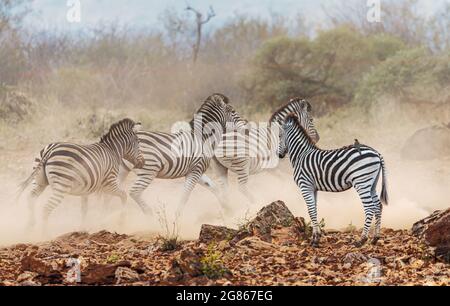 Un gruppo di Burchells zebra Equus burhelli in un buco d'acqua dove l'attività nervosa è evidente. Qui alcuni stanno storming via da una minaccia immaginata. Foto Stock