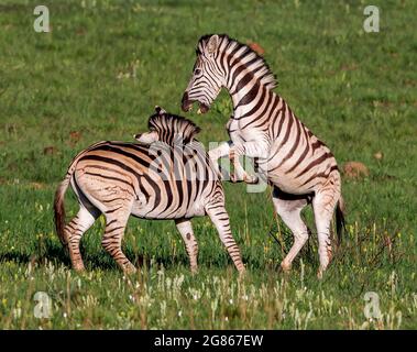 Gli stalloni zebra lotteranno per la dominanza nella mandria. Un animale molto sociale trovato in piccoli gruppi a mandrie estremamente grandi che dipende dalla qualità e. Foto Stock