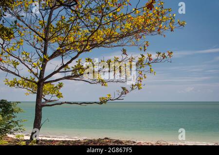 Una mandorla indiana o catappa di Terminalia che cresce sulle sabbie bianche di Kerachut Beach, situata nel Parco Nazionale di Penang in Malesia. Foto Stock