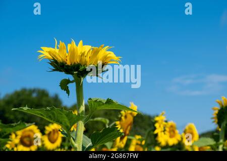 Girasole singolo guardando su un cielo blu profondo in un campo di girasoli Foto Stock