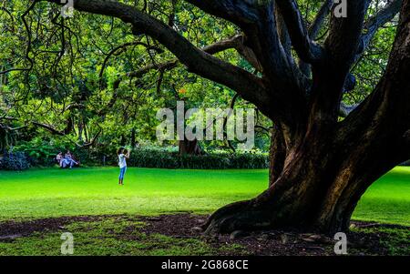 Sydney, NSW, Australia - Marzo 19 2017: Godetevi una serata tranquilla nel Giardino Botanico reale di Sydney Foto Stock