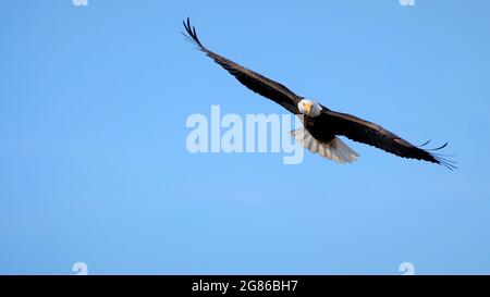 Aquila calva in volo su cielo blu, che mostra l'intera apertura alare. Foto Stock