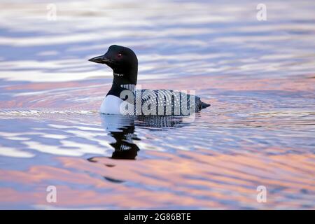 Great Northern Diver nuotare sul lago con il tramonto che si riflette in acqua. Foto Stock