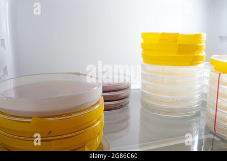 Piastre Petri con campioni di microrganismi in un frigorifero da laboratorio Foto Stock